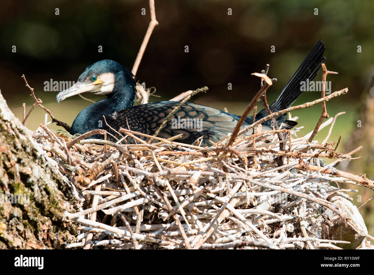 great cormorant, (Phalacrocorax carbo) Stock Photo
