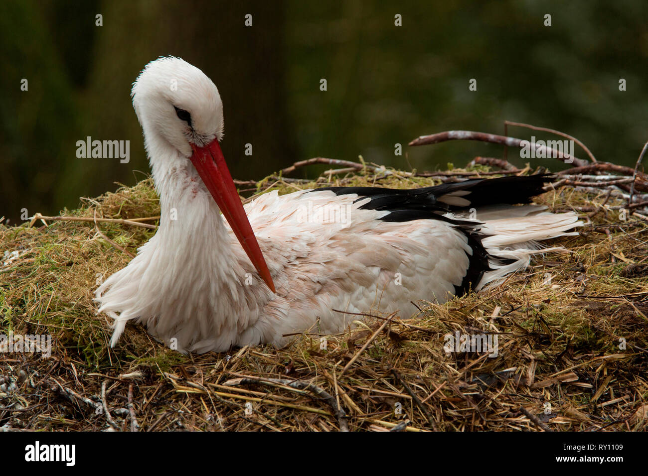 white stork, (Ciconia ciconia) Stock Photo
