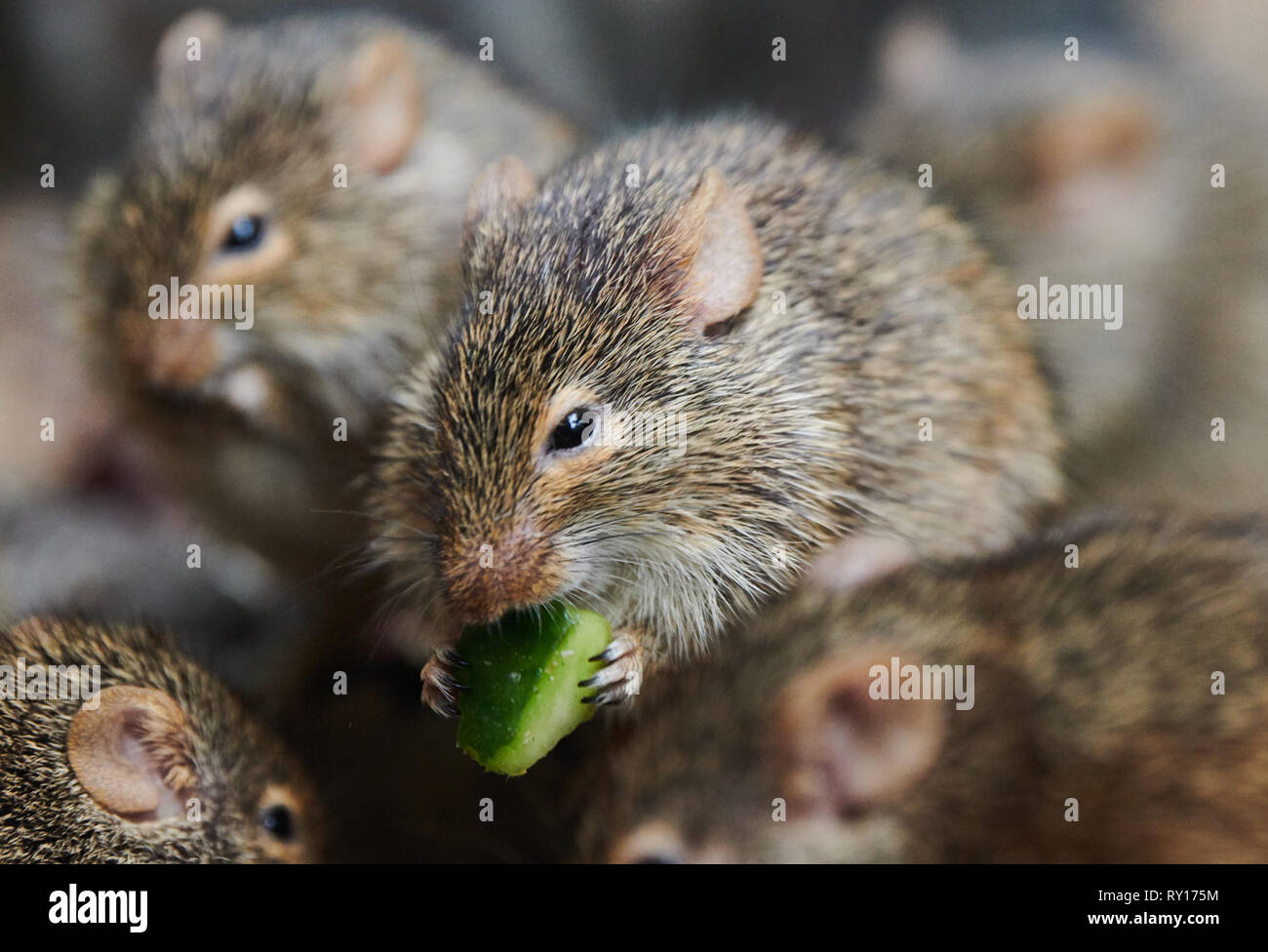 Eats mice hires stock photography and images Alamy