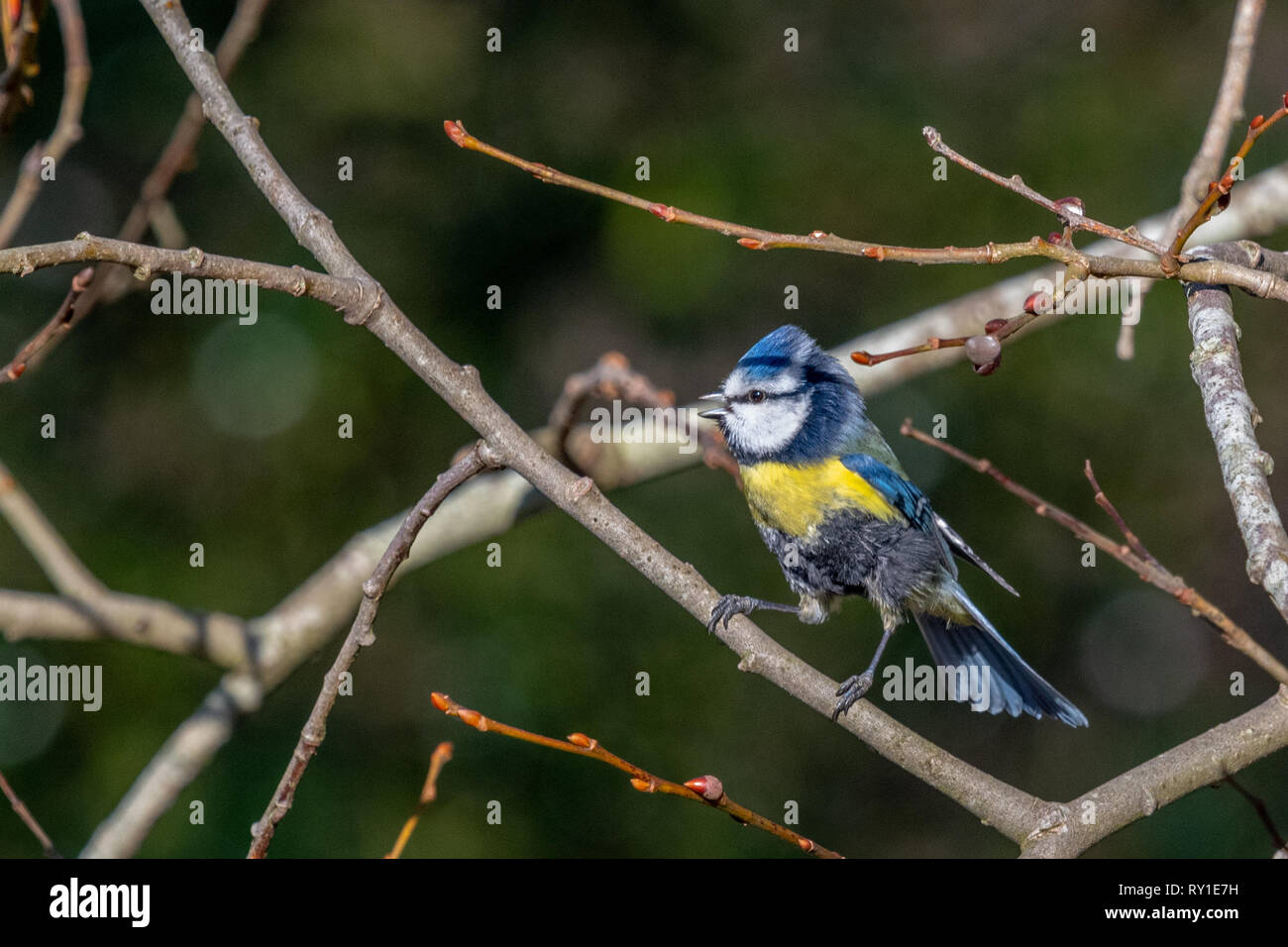 A Bluetit at Ditchling Common Stock Photo