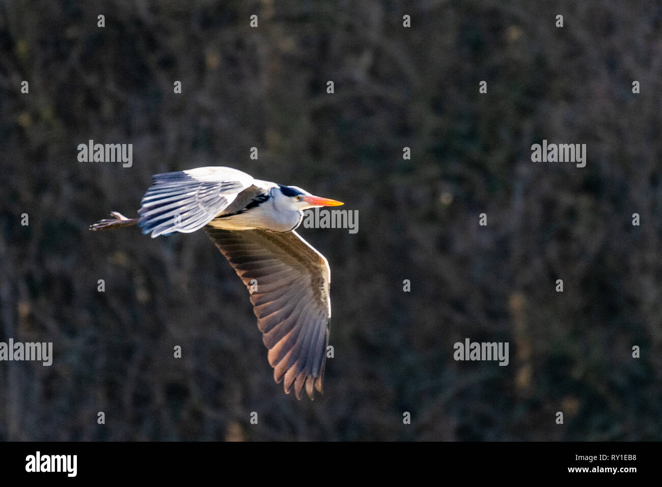 A Grey Heron in flight at Warnham Nature Reserve Stock Photo