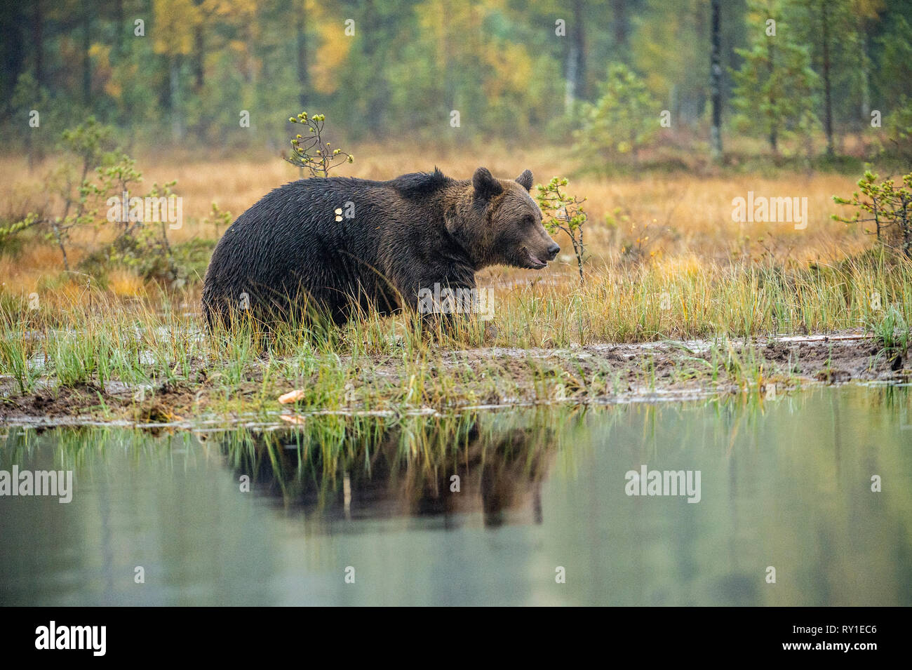 A brown bear  on the bog. Adult Wild Big Brown Bear . Scientific name: Ursus arctos. Natural habitat, autumn season. Stock Photo