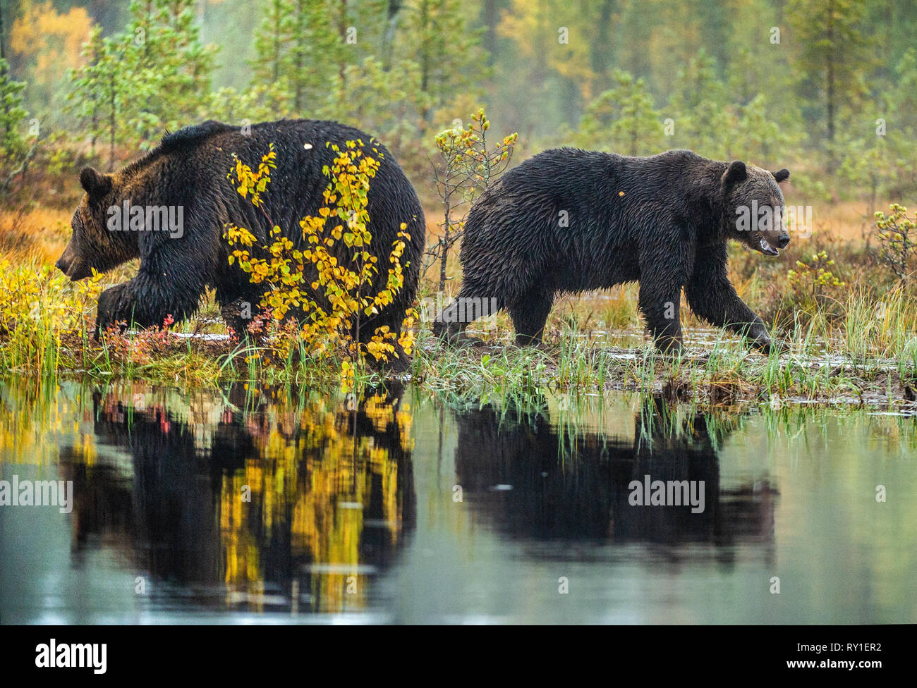 A brown bears  on the bog. Adult Wild Big Brown Bears . Scientific name: Ursus arctos. Natural habitat. Autumn season. Stock Photo