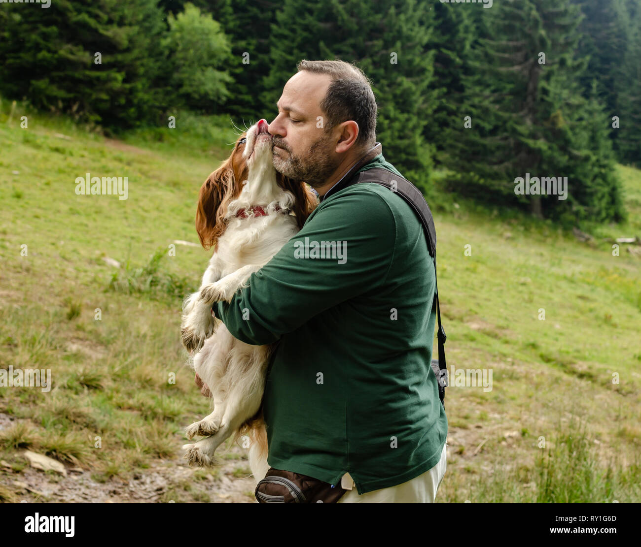 Moment when adorable Cavalier King Charles spaniel is kissing a man, her best friend Stock Photo