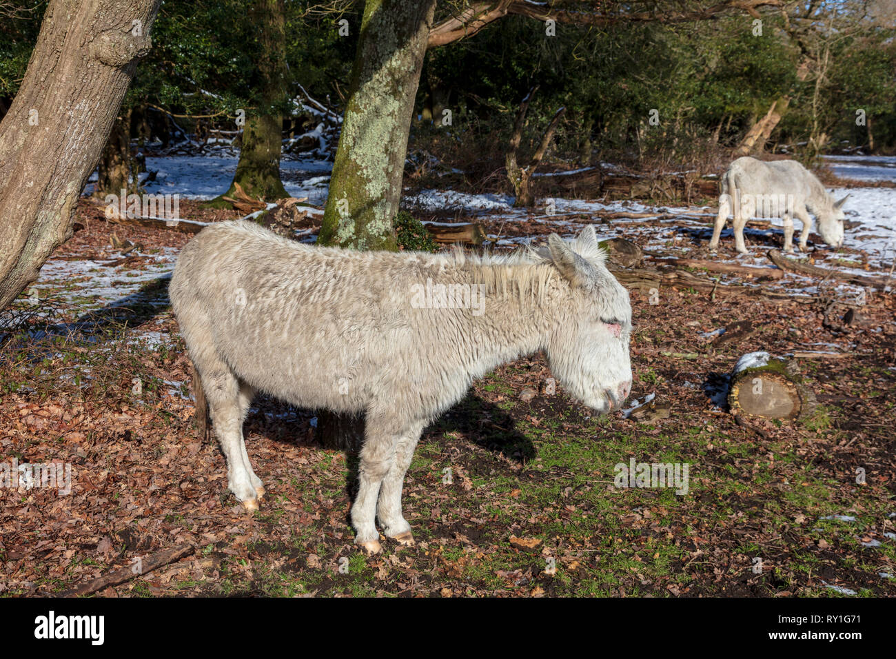 White donkeys hires stock photography and images Alamy