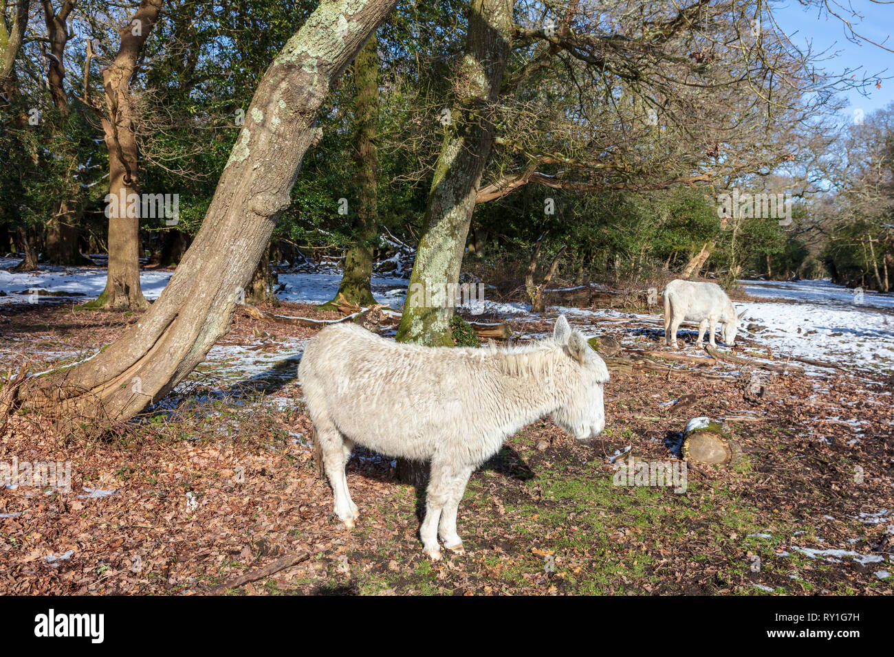 White donkeys hires stock photography and images Alamy