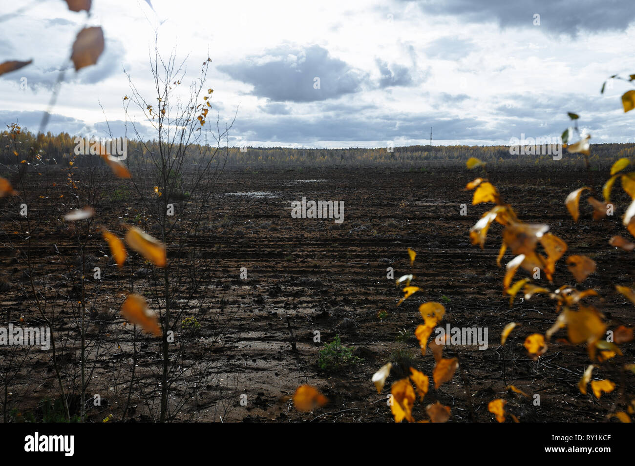 Autumn landscape. Afternoon, swamp and forest in the background. Latvia ...