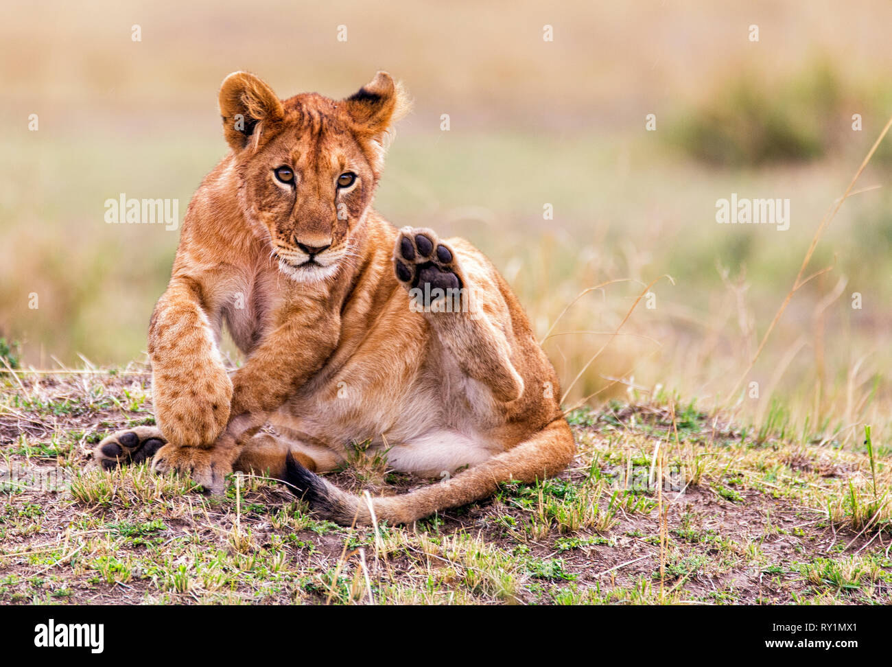 Lion looking away hires stock photography and images Alamy