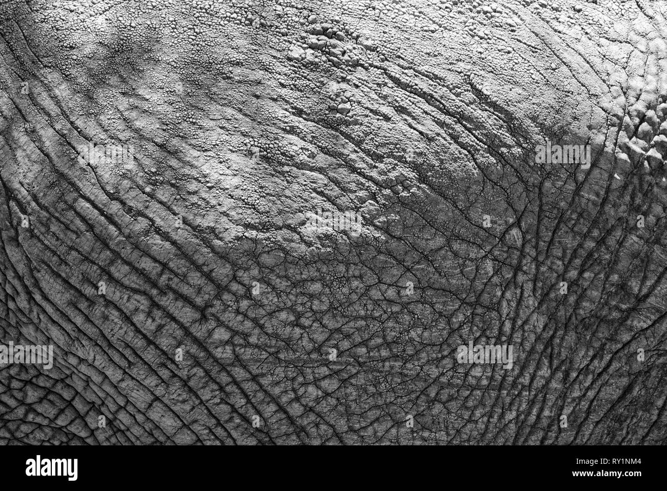 Closeup of elephant's rough skin Stock Photo Alamy