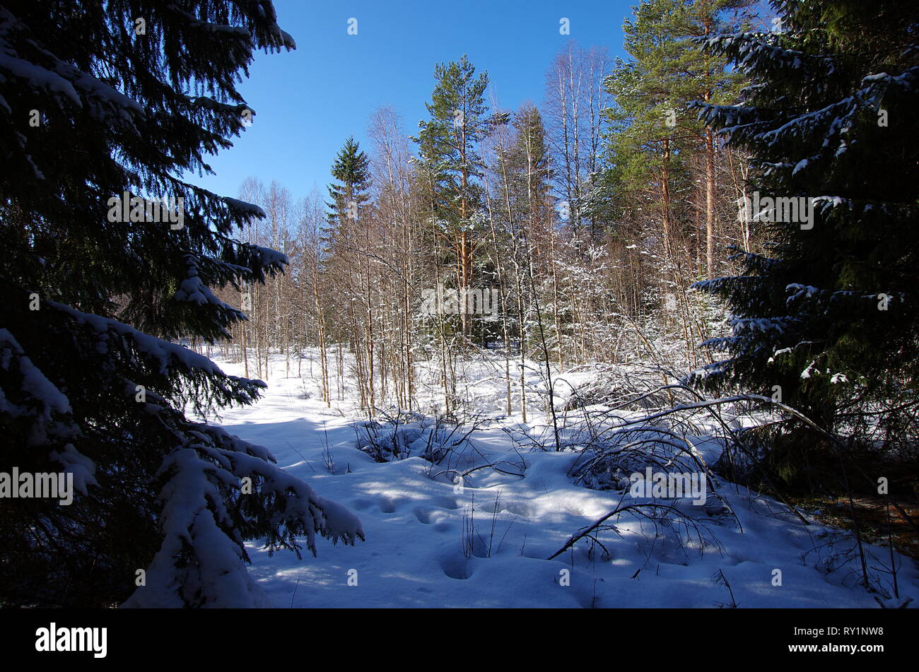 Beautiful winter landscapes in the forest on a cold and sunny day in Sweden. Stock Photo