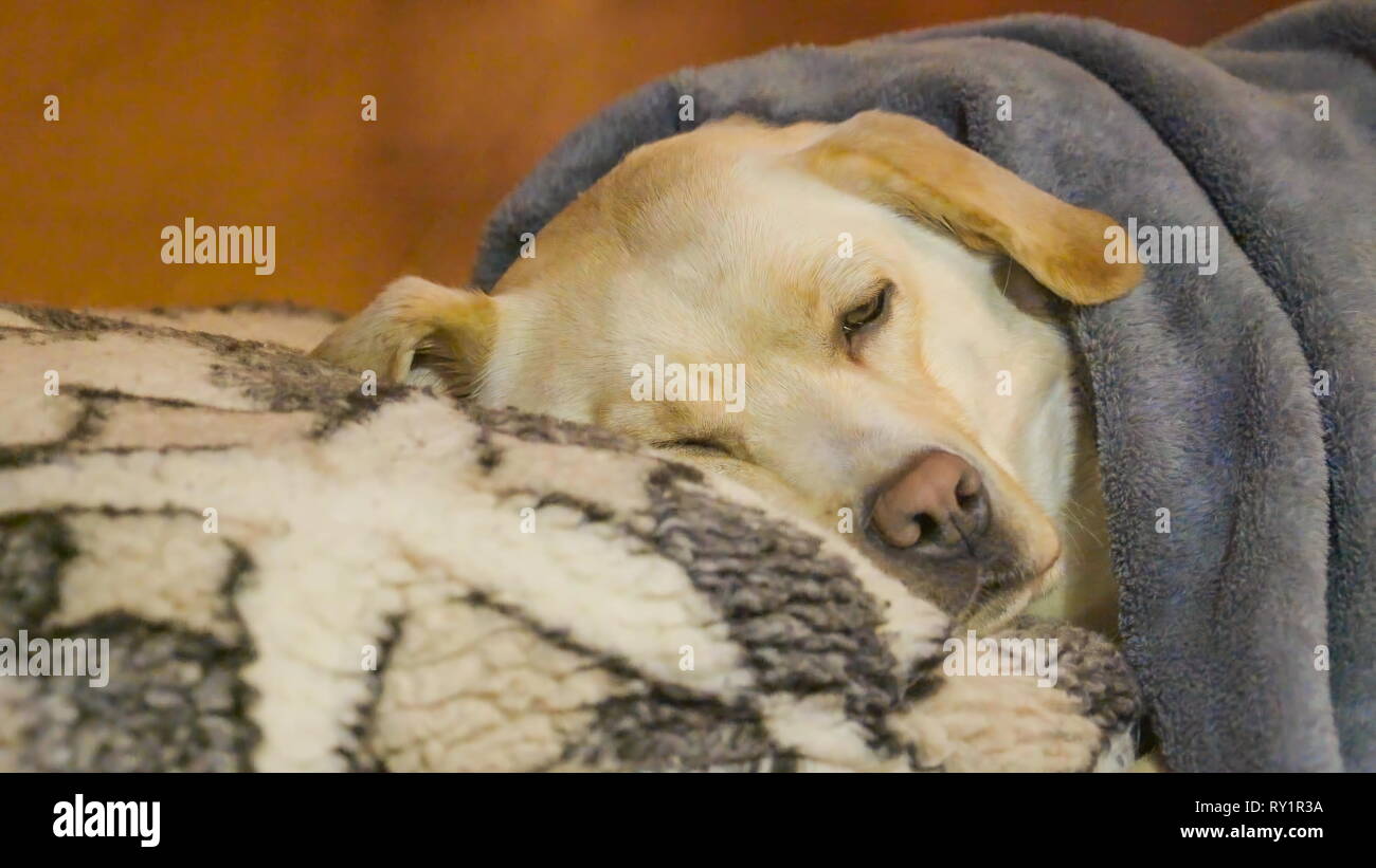 The sleeping labrador dog on his pillow. The dog covered in a blue ...