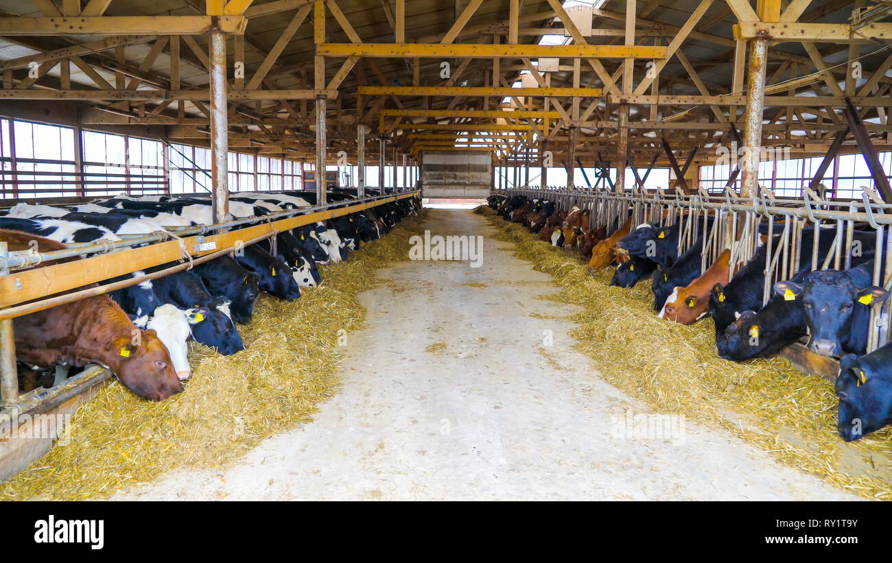 Cow House Hi res Stock Photography And Images Alamy