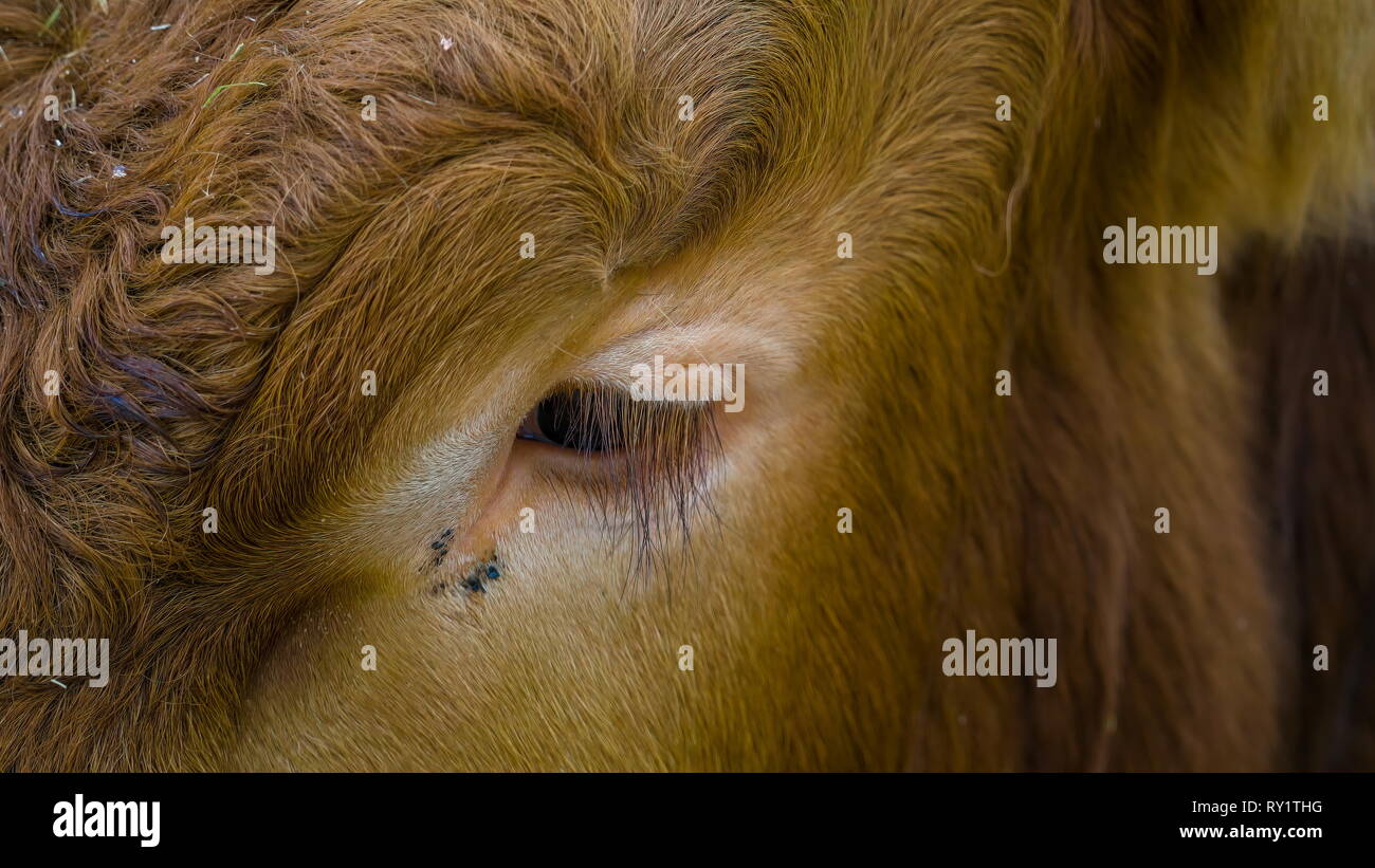 Closer look of the eyes of the cow it has long eye lashes and small eyes Stock Photo