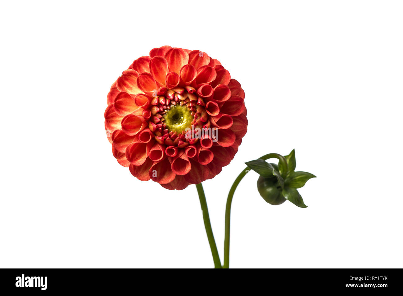 Dahlia flower isolated on white background Stock Photo - Alamy