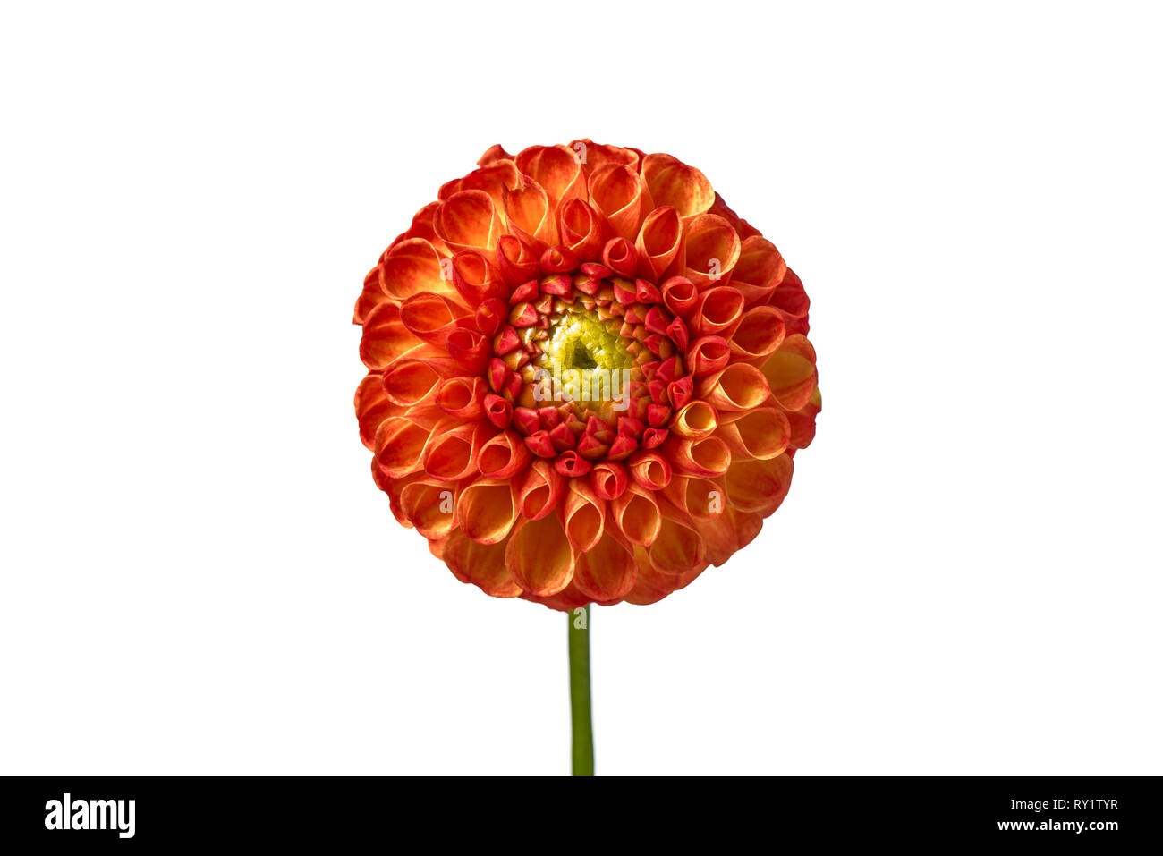 Dahlia flower isolated on white background Stock Photo - Alamy