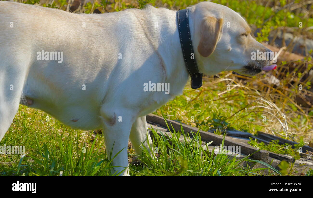 labrador eating grass