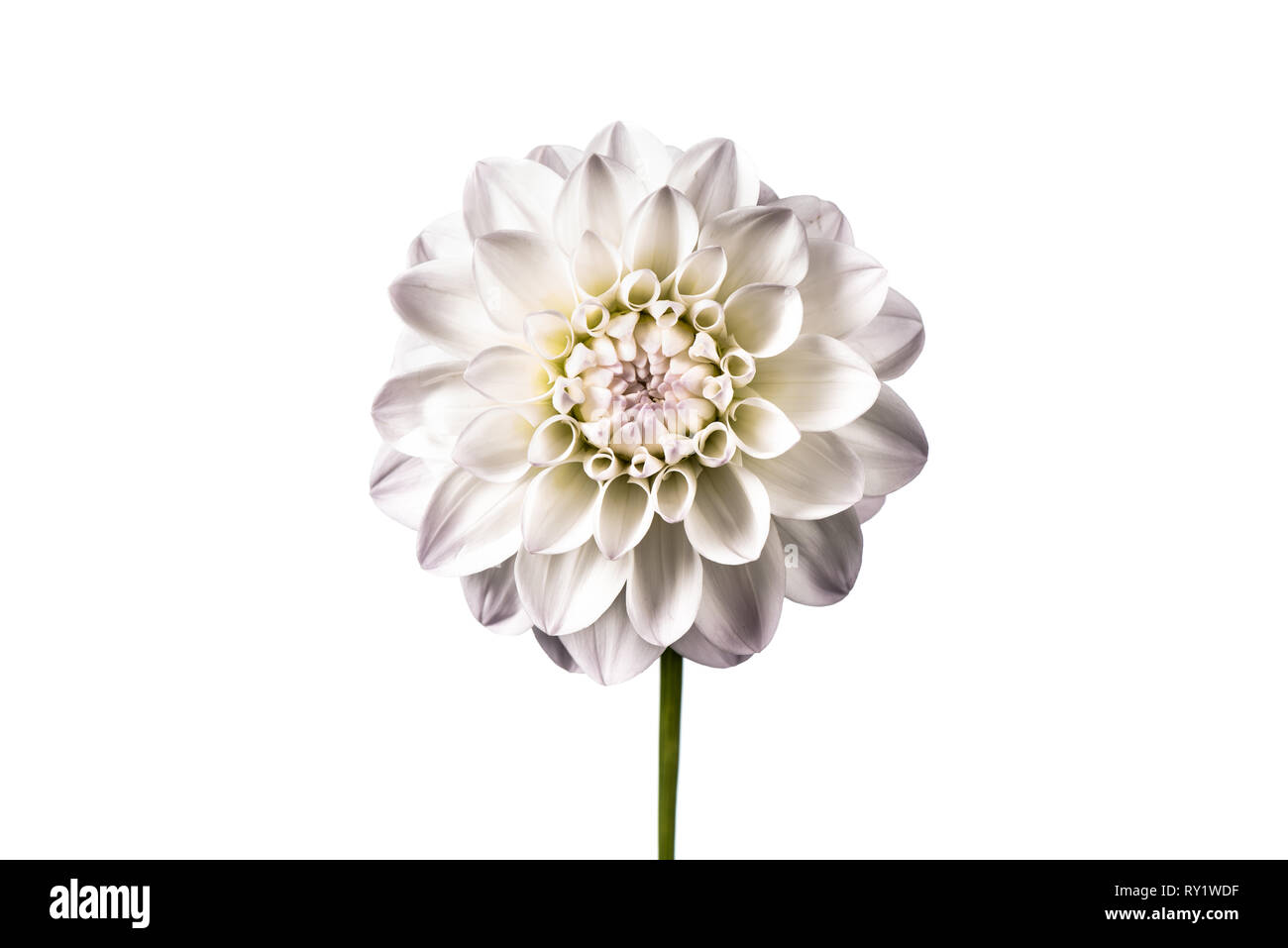 Dahlia flower isolated on white background Stock Photo - Alamy