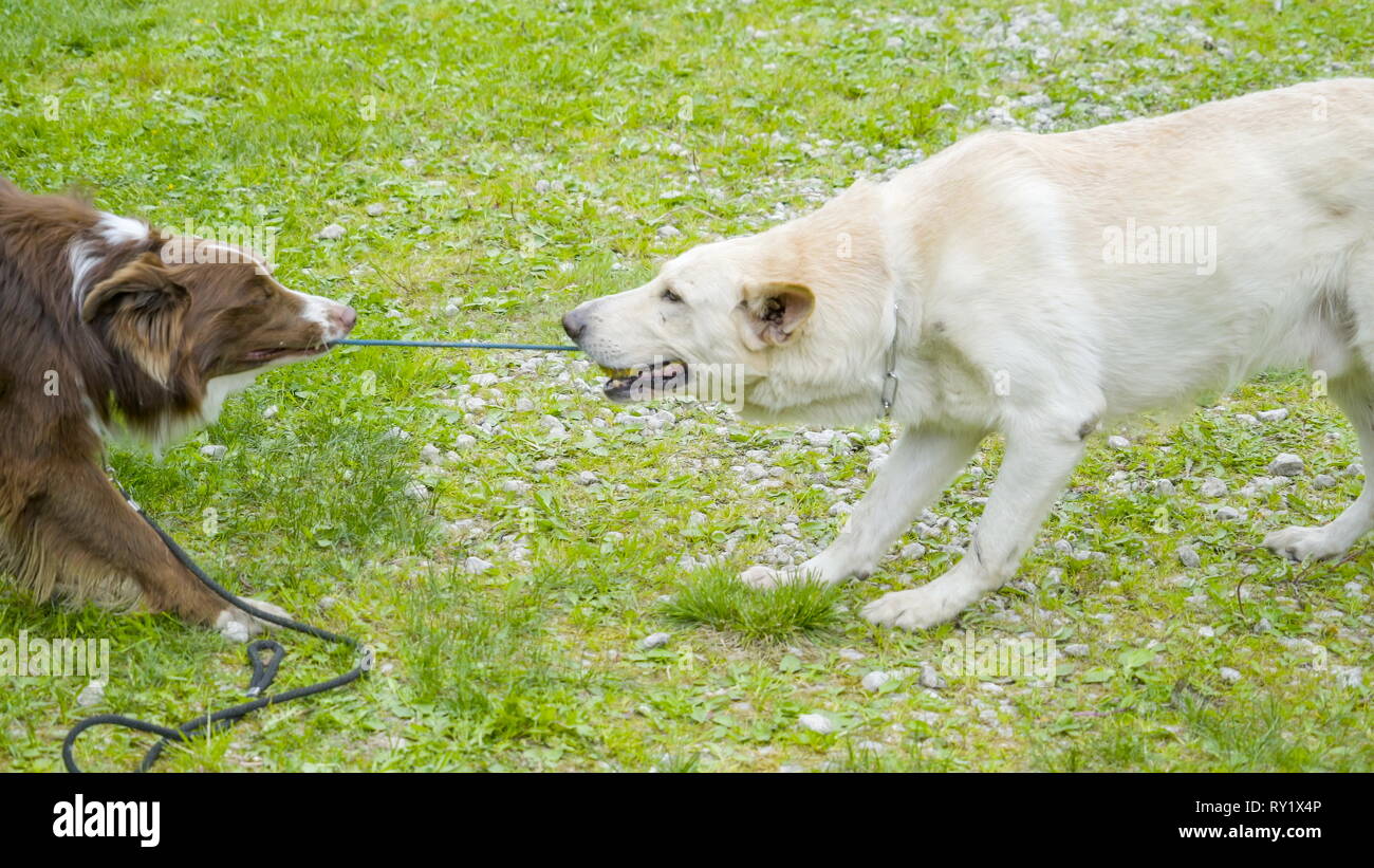 Why Do Dogs Like Each Others Mouths