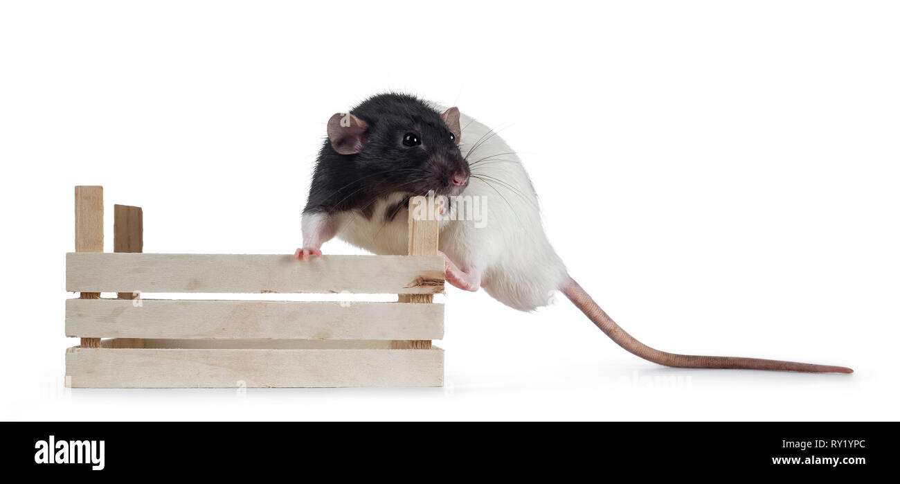 Cute 2025 dumbo rat