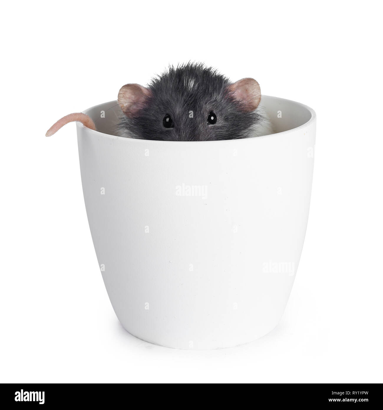 Cute dumbo rat, sitting / hiding in an empty flower pot. Peeping just over the edge wth head and tail. Looking straight ahead at lens with shiny eyes. Stock Photo
