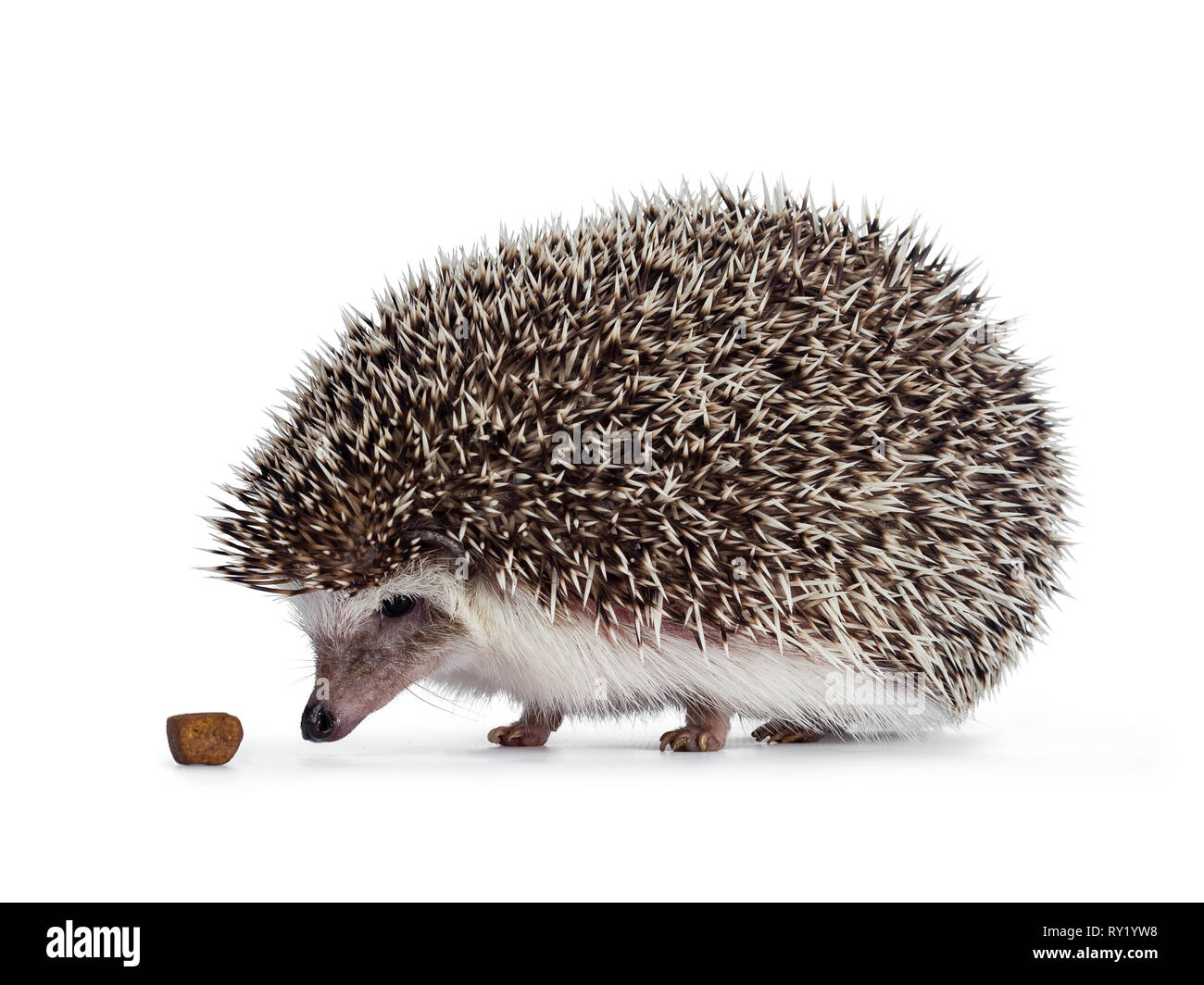 hedgehog kibble