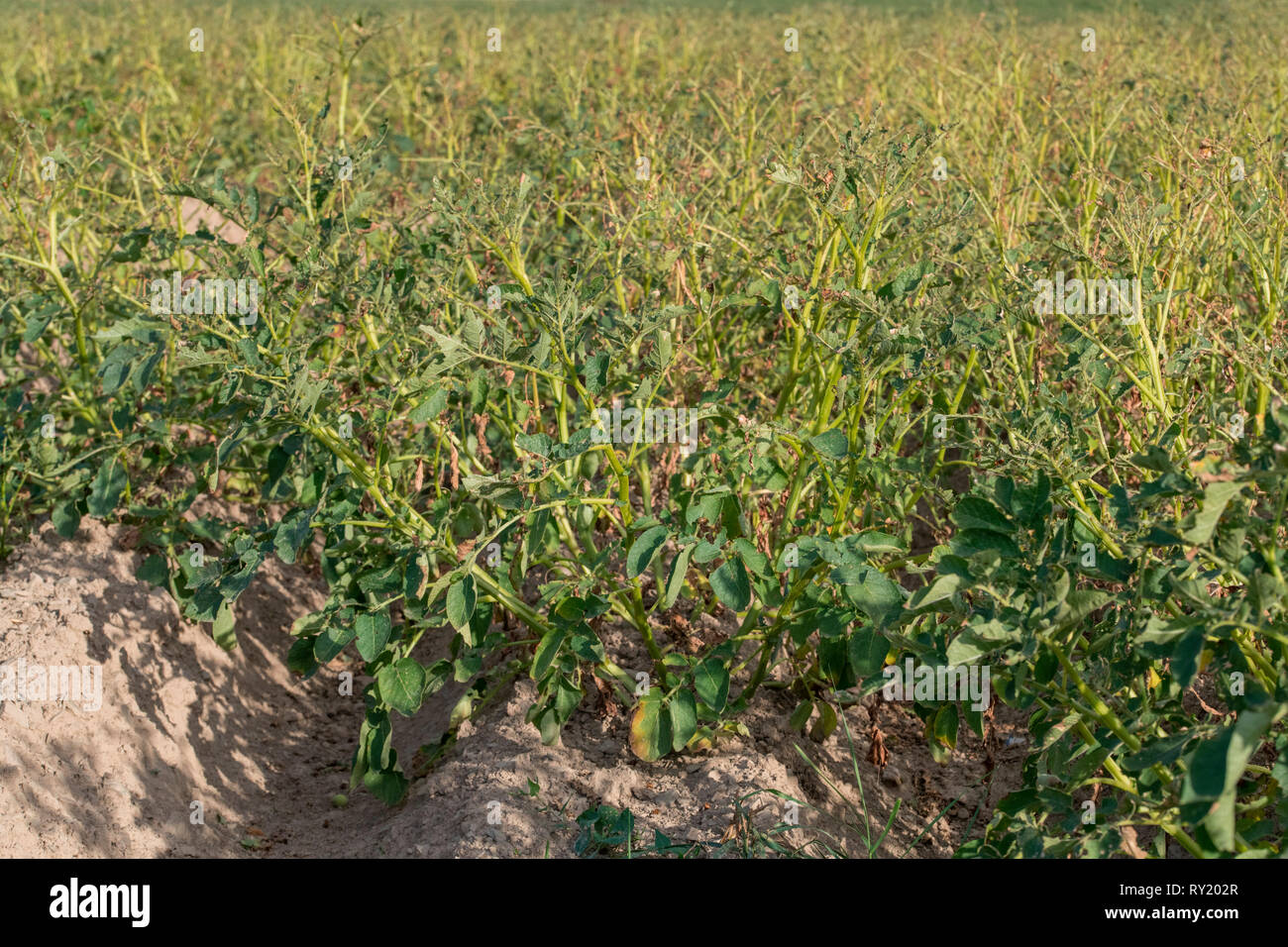 potato field, Velbert, North Rhine-Westphalia, Germany, Europe, Stock Photo