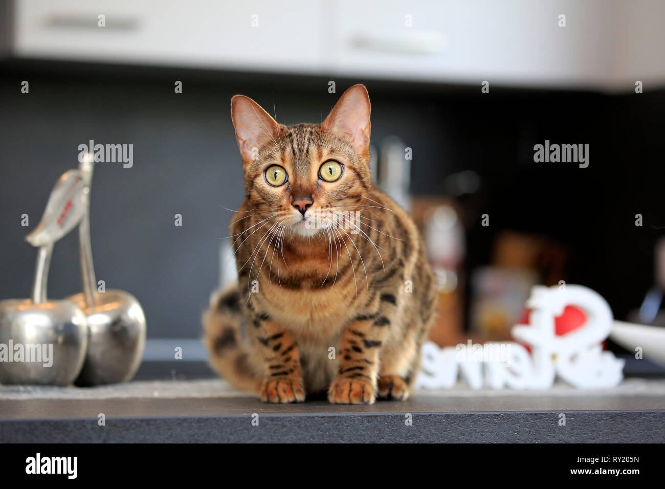 Bengal Cat Stock Photo