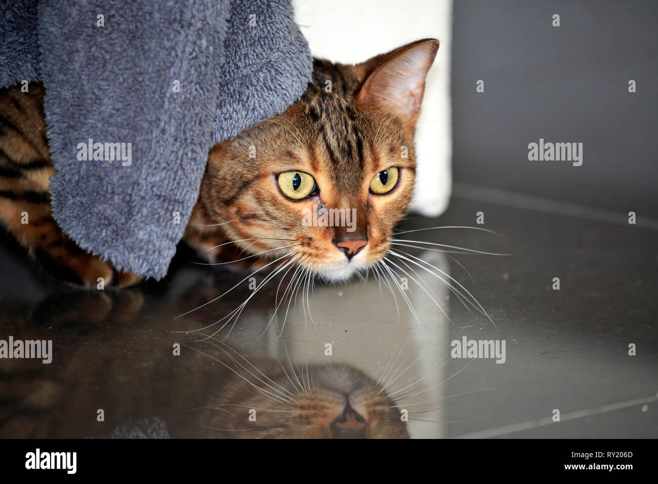 Bengal Cat Stock Photo