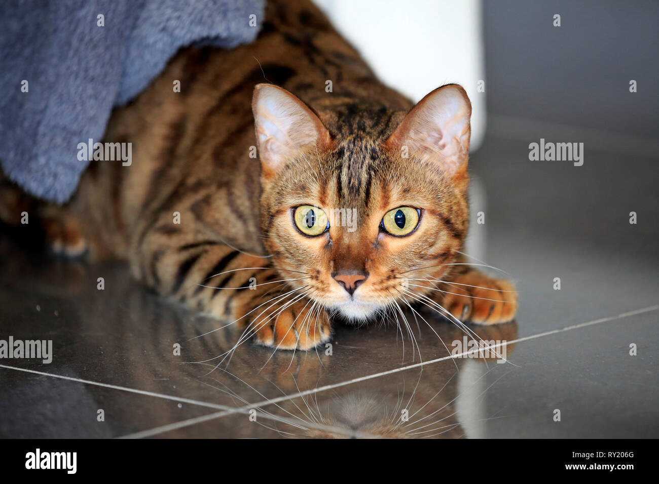 Bengal Cat Stock Photo