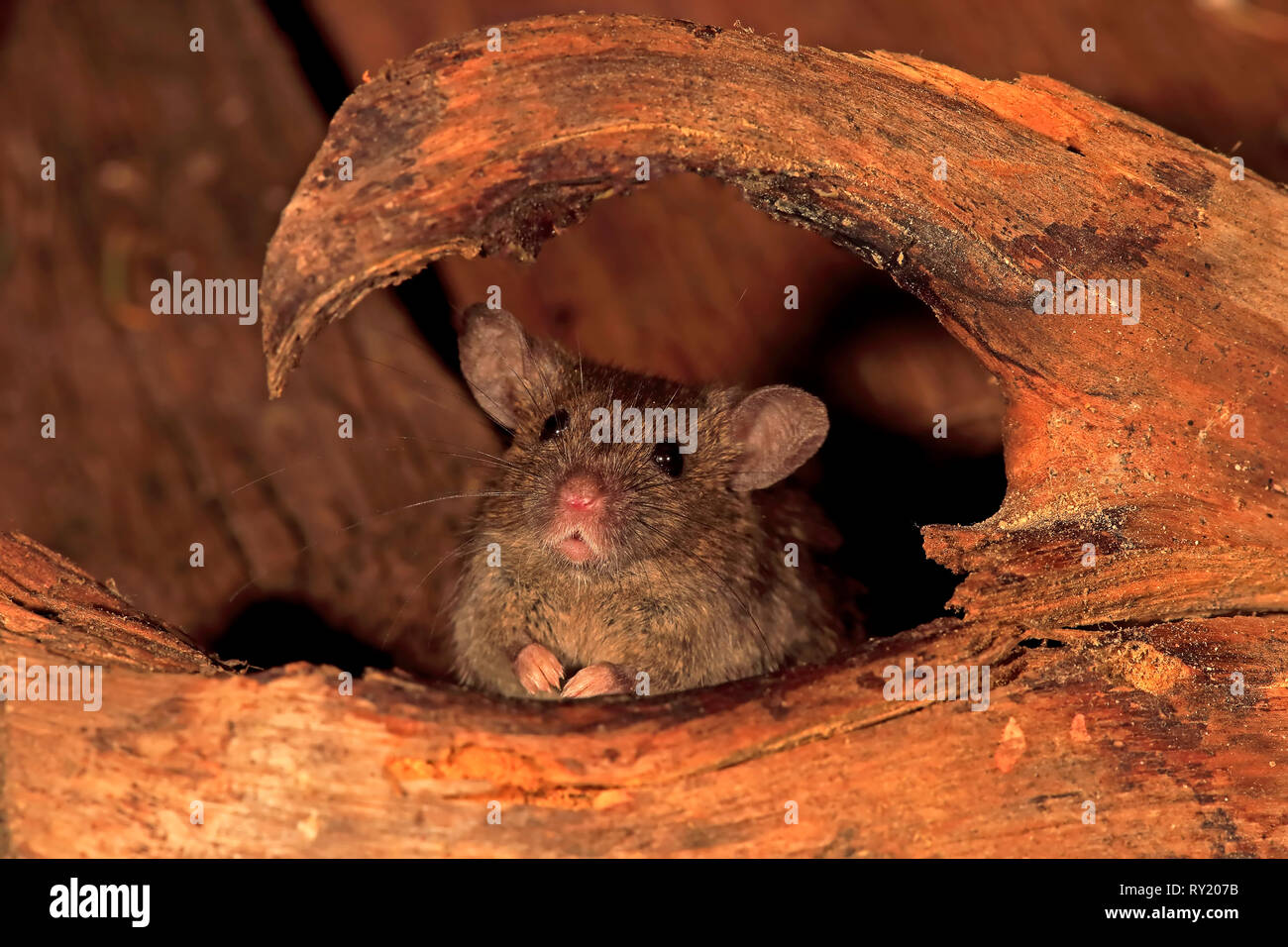 House Mouse, Rhineland Palatinate, Germany, Europe, (Mus musculus) Stock Photo