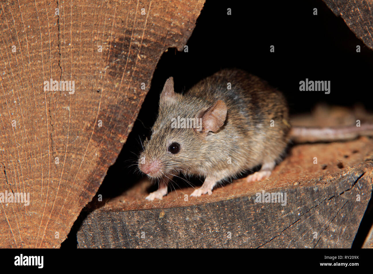 House Mouse, Rhineland Palatinate, Germany, Europe, (Mus musculus) Stock Photo