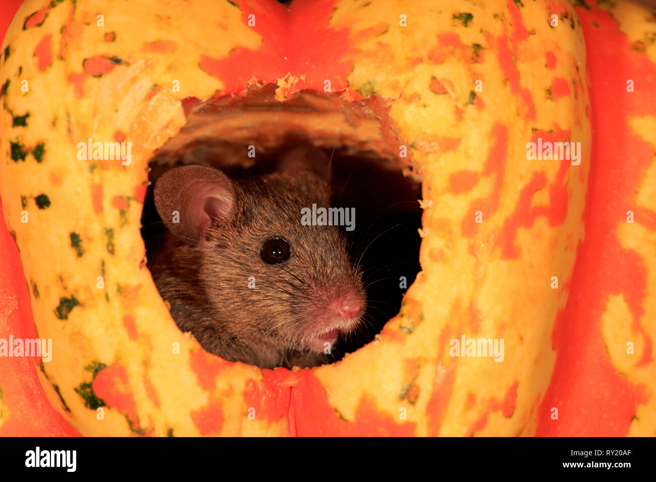 House Mouse, Rhineland Palatinate, Germany, Europe, (Mus musculus Stock ...