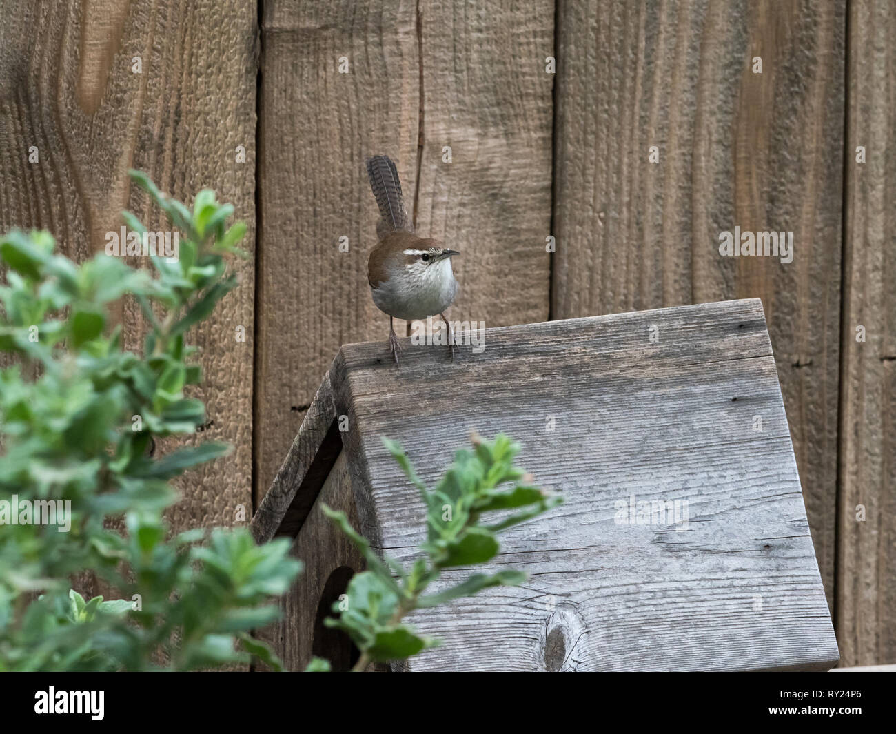 A Bewick's Wren investigates a nesting box in backyard habitat in Woodland Hills, Los Angeles, California, USA Stock Photo