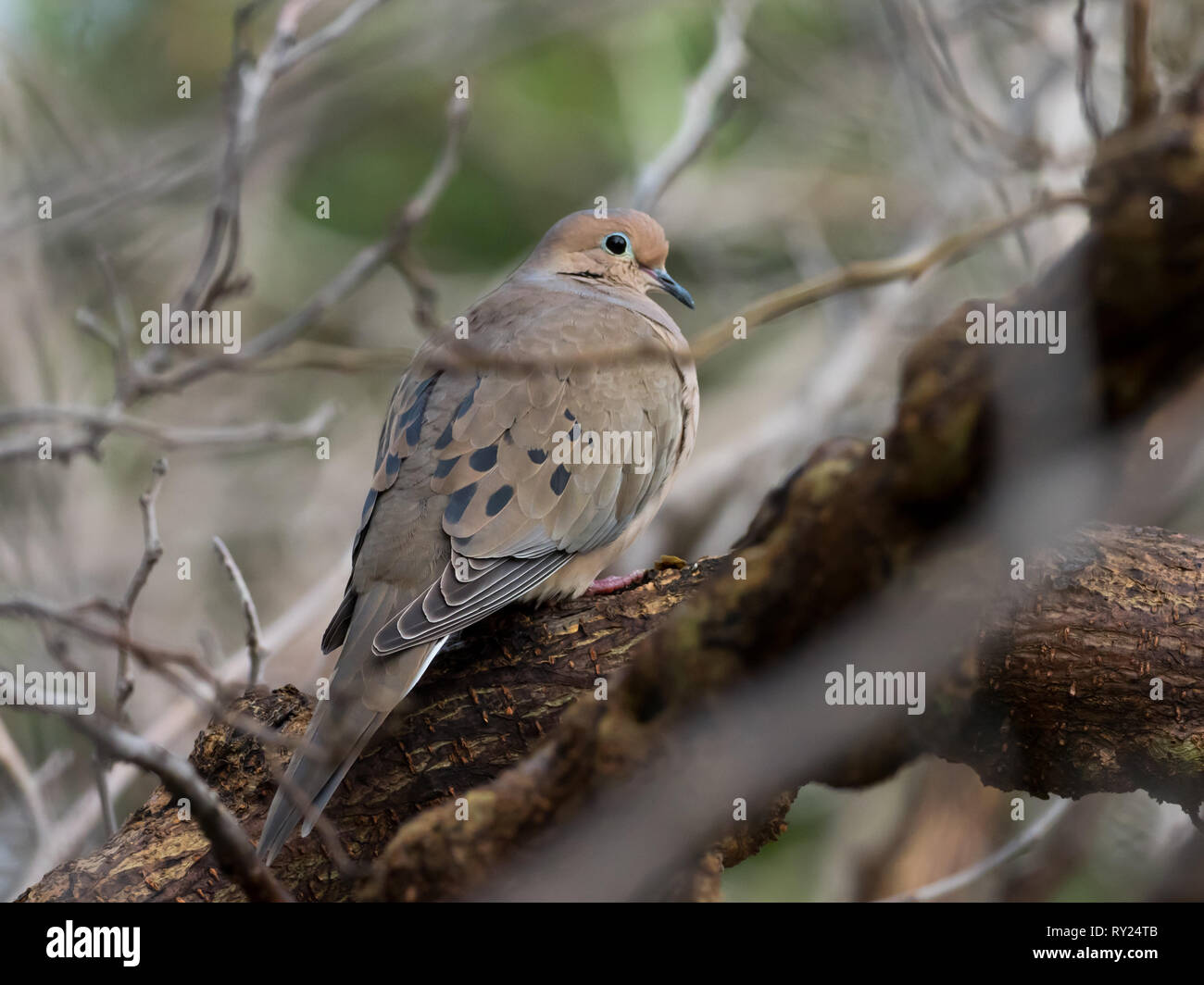 A mourning dove roosts in a backyard tree in an example of urban wildlife in Southern California, Los Angeles, USA Stock Photo