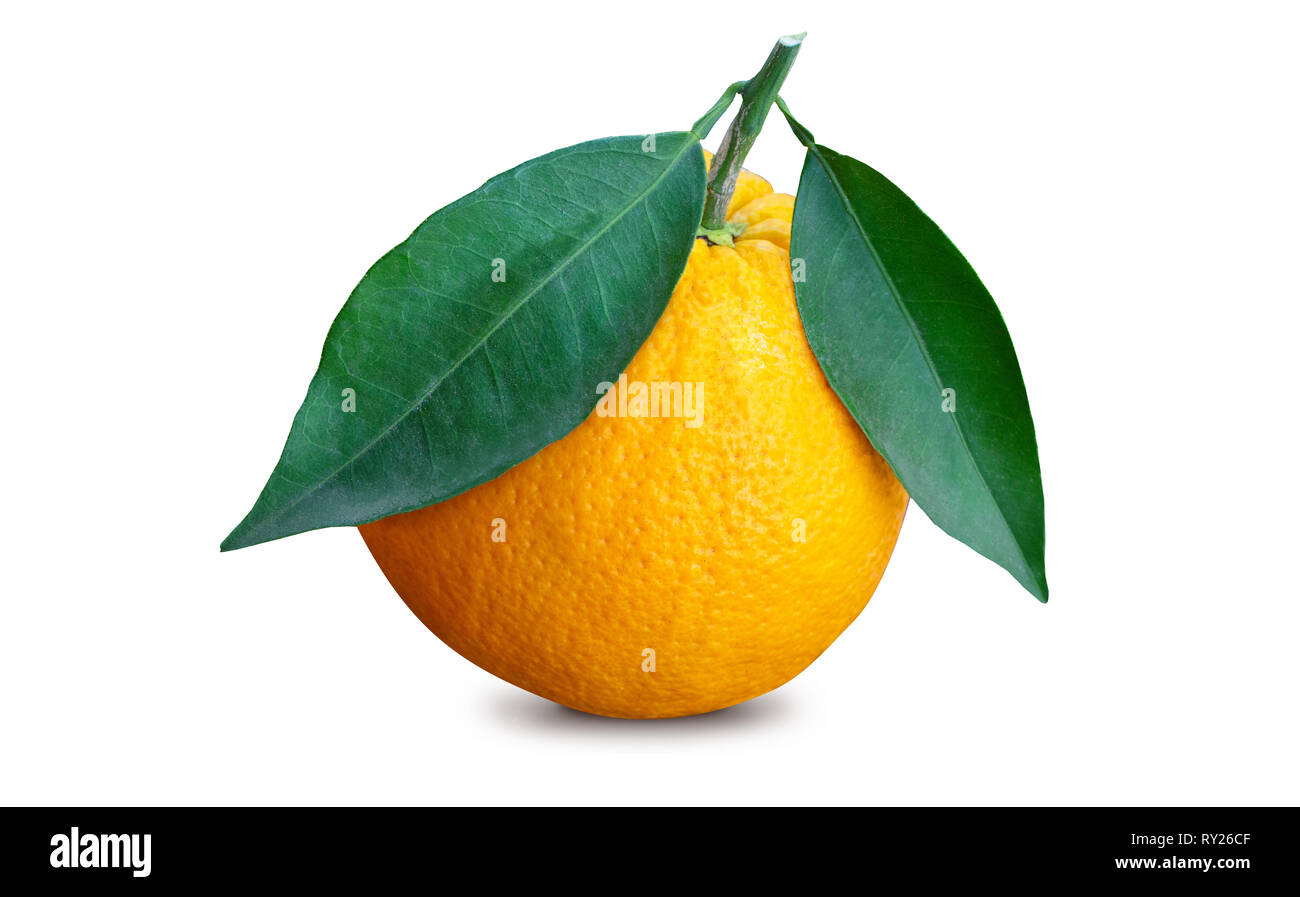 Ripe single orange with two leaves, top view, isolated on a white ...