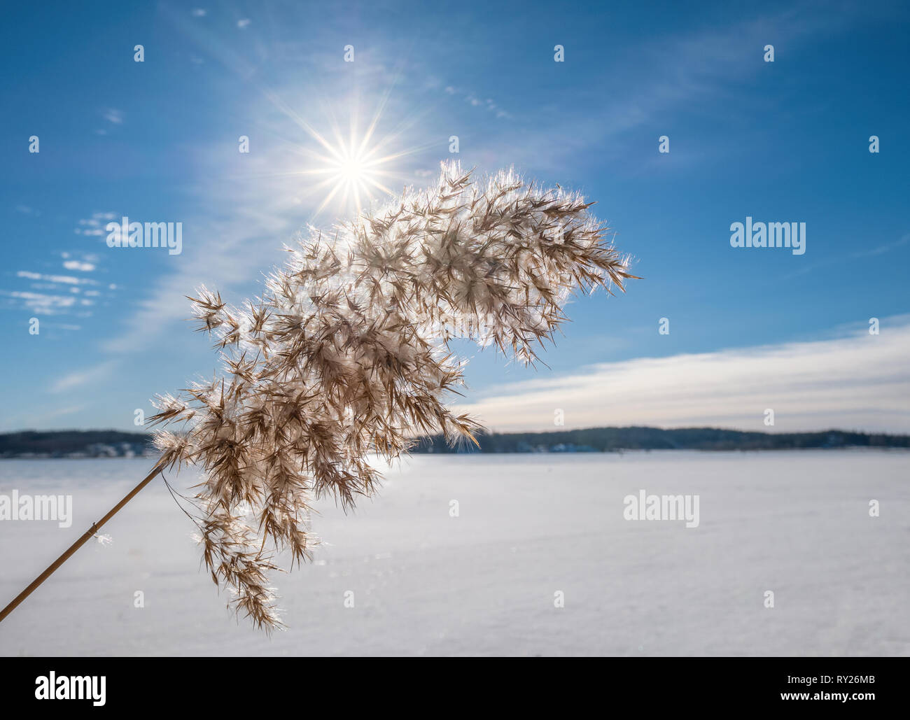 Bright winter day with common reed and sun beams at lake in Finland Stock Photo