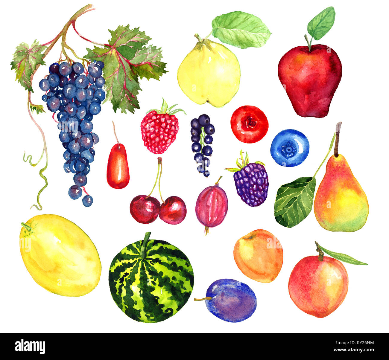 Fruits and berries collection, hand painted watercolor illustration ...