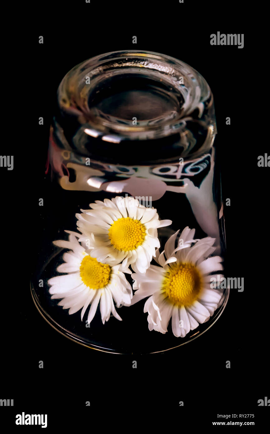 Upside down shot glass with three daisies inside against a completely black background Stock Photo