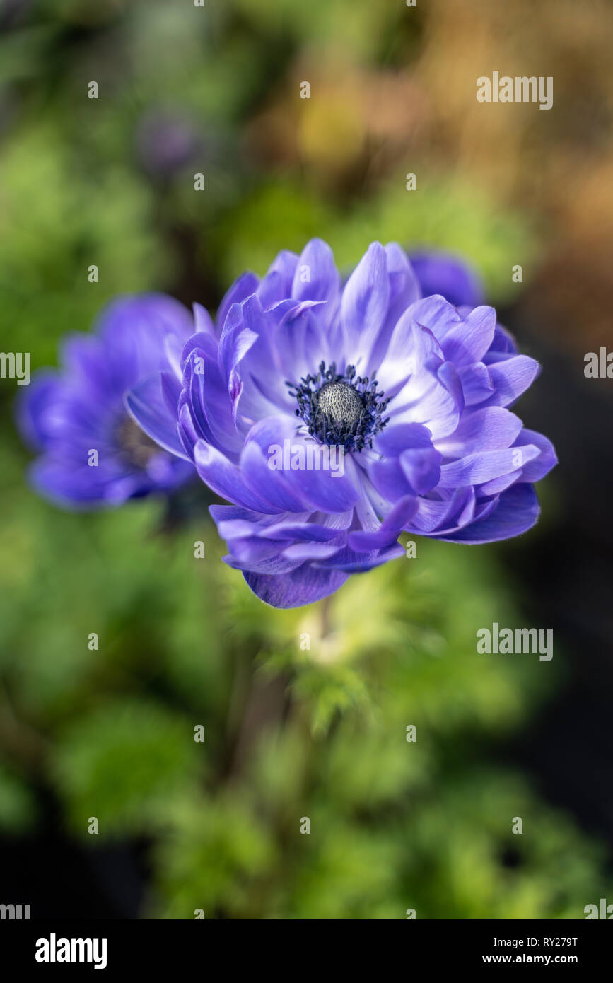 blue violet flower clemantis Stock Photo