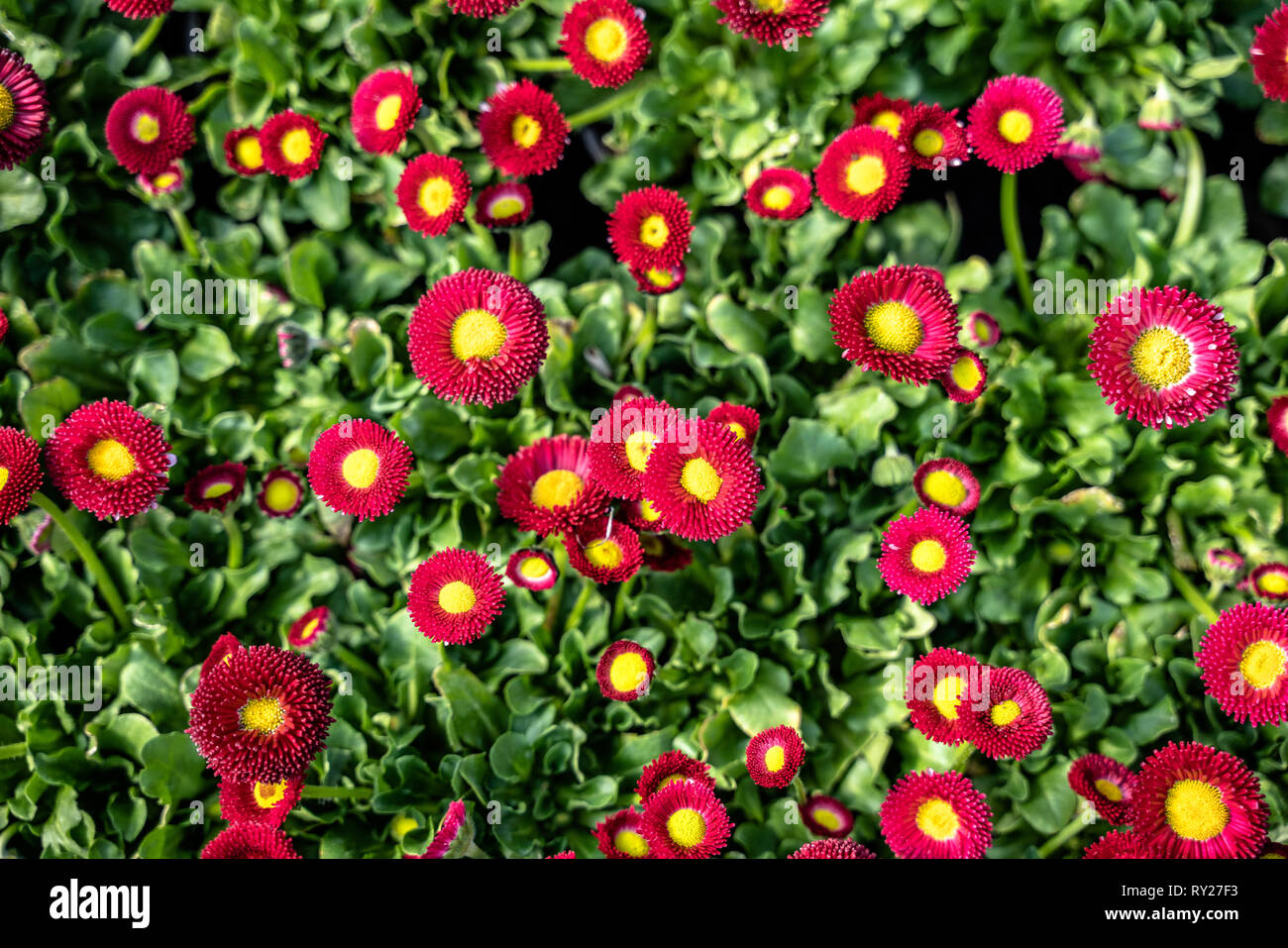 pink red daisy flowers Stock Photo