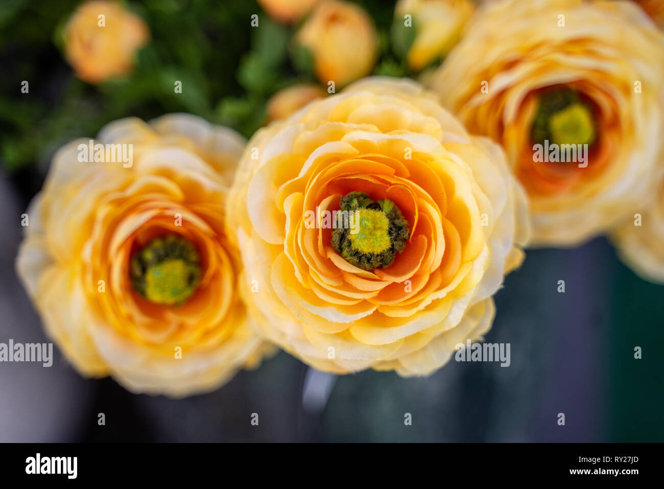 orange rose flower Stock Photo
