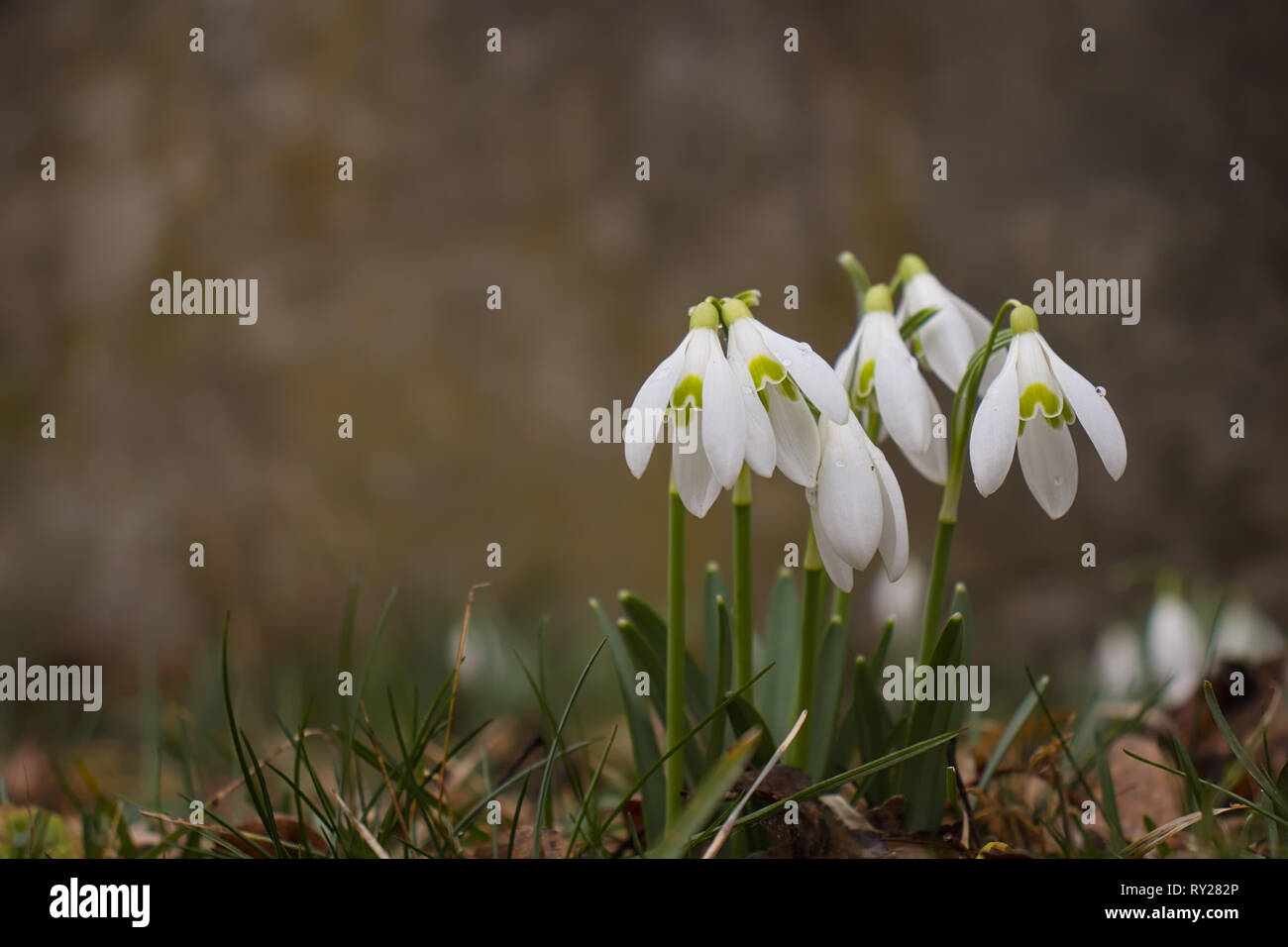 Group of snowdrops (Galanthus plicatus) growing in meadow. Stock Photo
