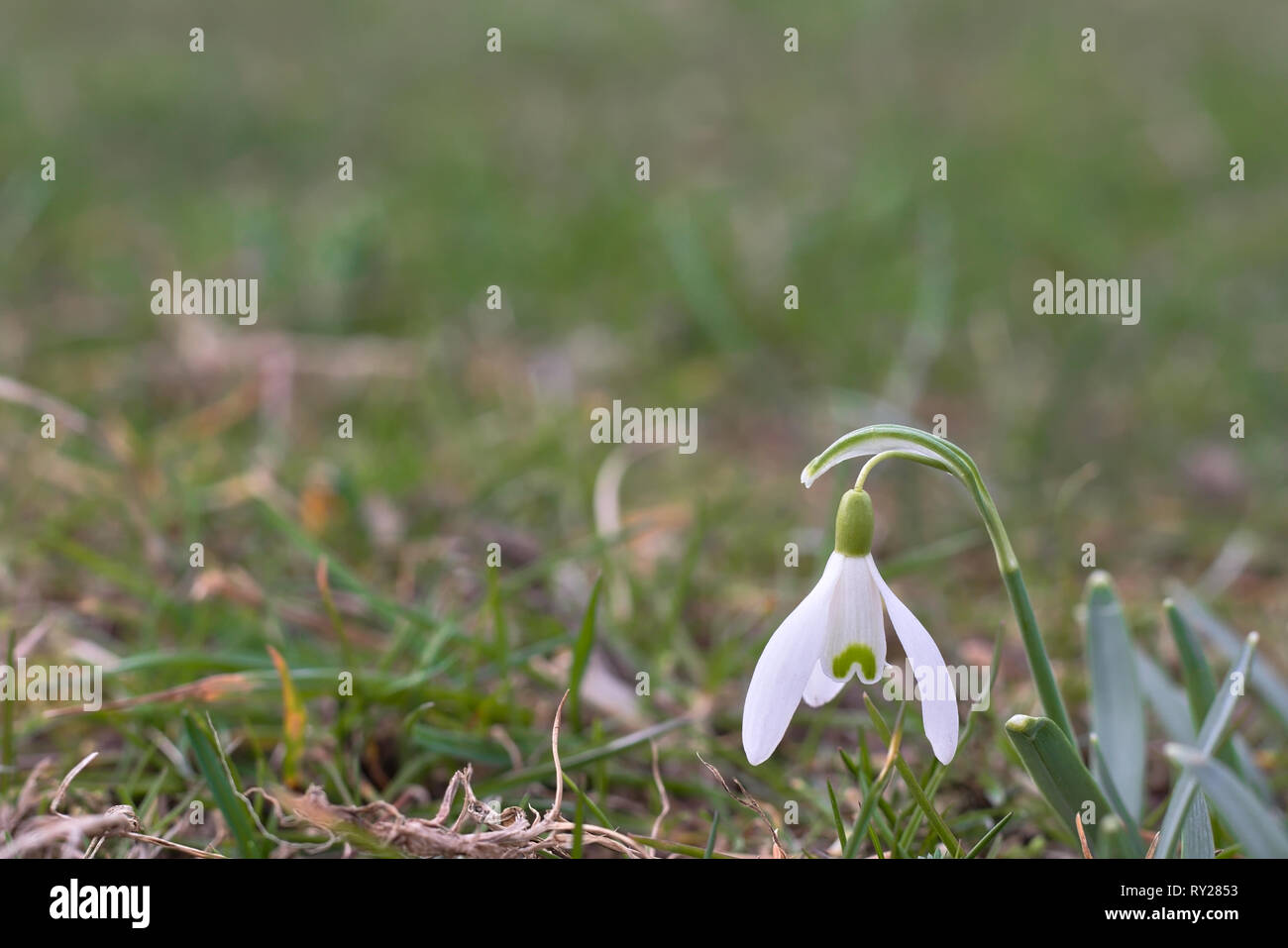 Single snowdrop (Galanthus plicatus) growing in green meadow. Stock Photo