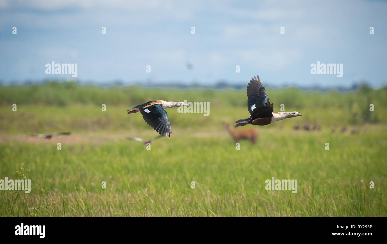Wildlife photos hi-res stock photography and images - Alamy