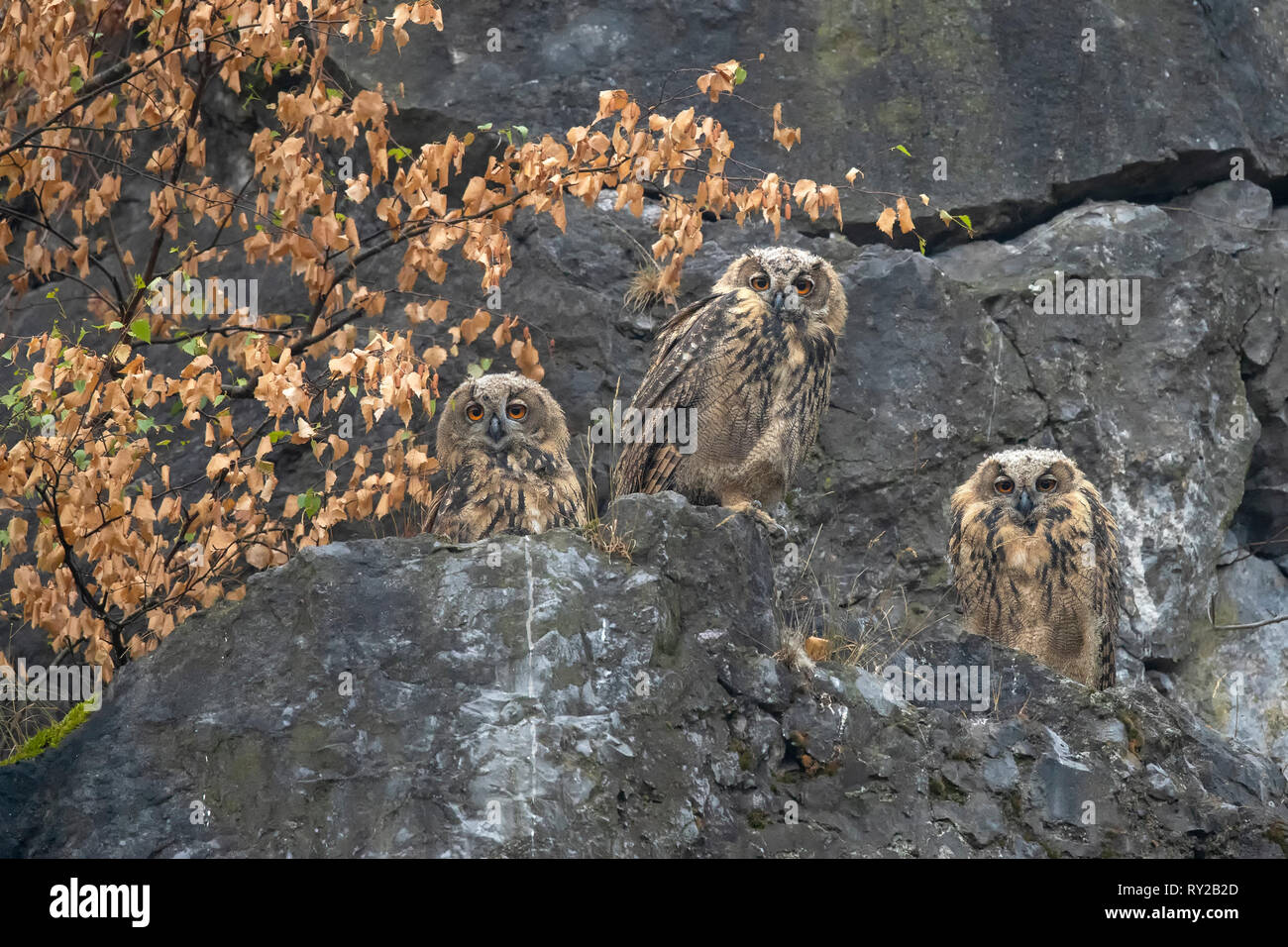Eagle Owls, juveniles, Hagen, North Rhine-Westphalia, Germany, Bubo bubo Stock Photo