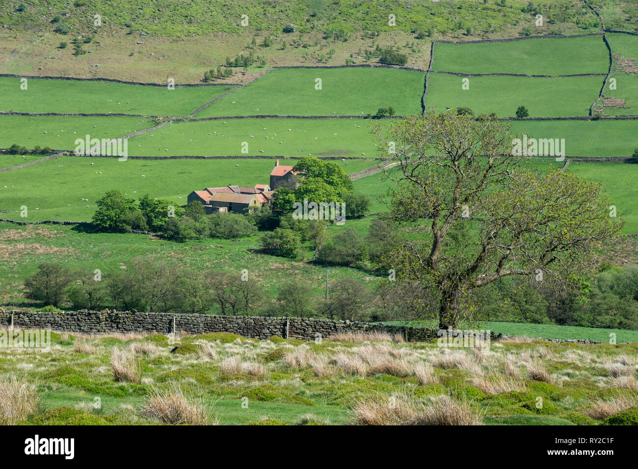 Farm set in lush green fields in Little Fryup Dale, North Yorkshire