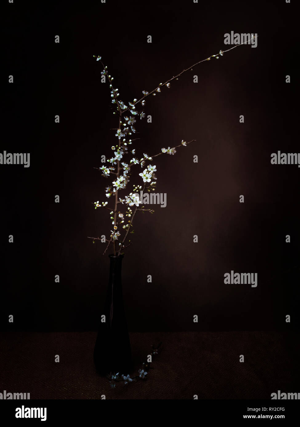 Prunus spinosa, blackthorn aka sloe blossom in vase, light painted and then textured. Delicate white spring flowers, nature in art. Stock Photo