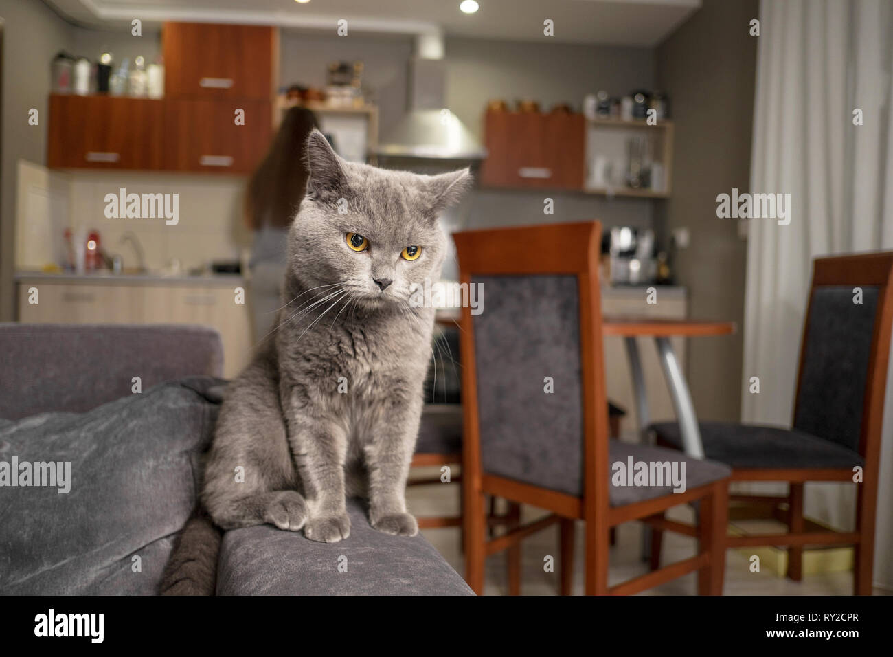 British cat on sofa Stock Photo - Alamy