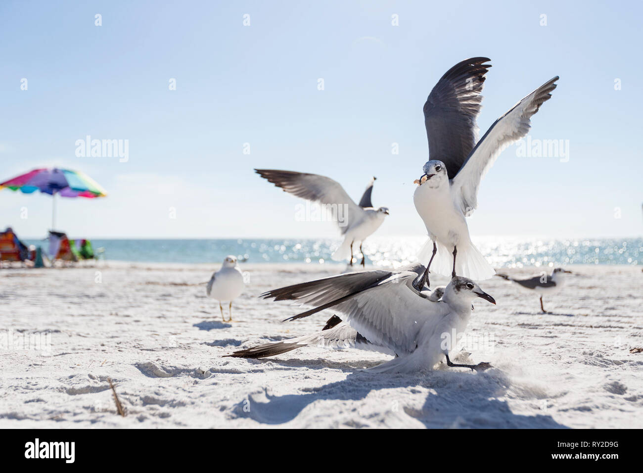 Essen Am Strand High Resolution Stock Photography And Images Alamy