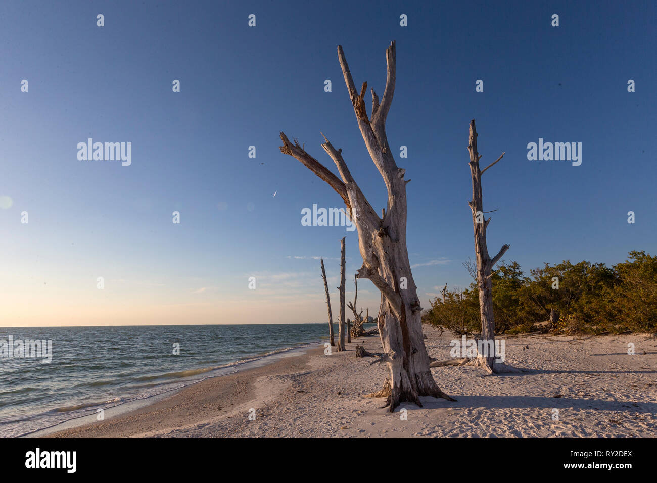 Abgestorbene Mangroven am Strand im Abendlicht bei THEMENBILD Florida, 02.02.2017, 02.02.2017 Bildnachweis: Mario Hommes / HH-Photography Stock Photo